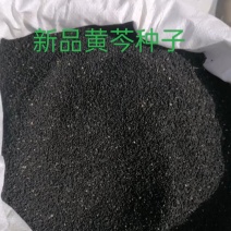 2025新品黄芩种子出芽率95%以上