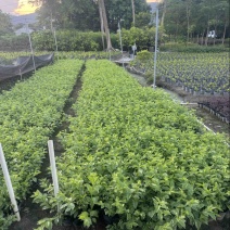 花叶假连翘小袋中袋基地直发品质优质欢迎老板来电洽谈合作