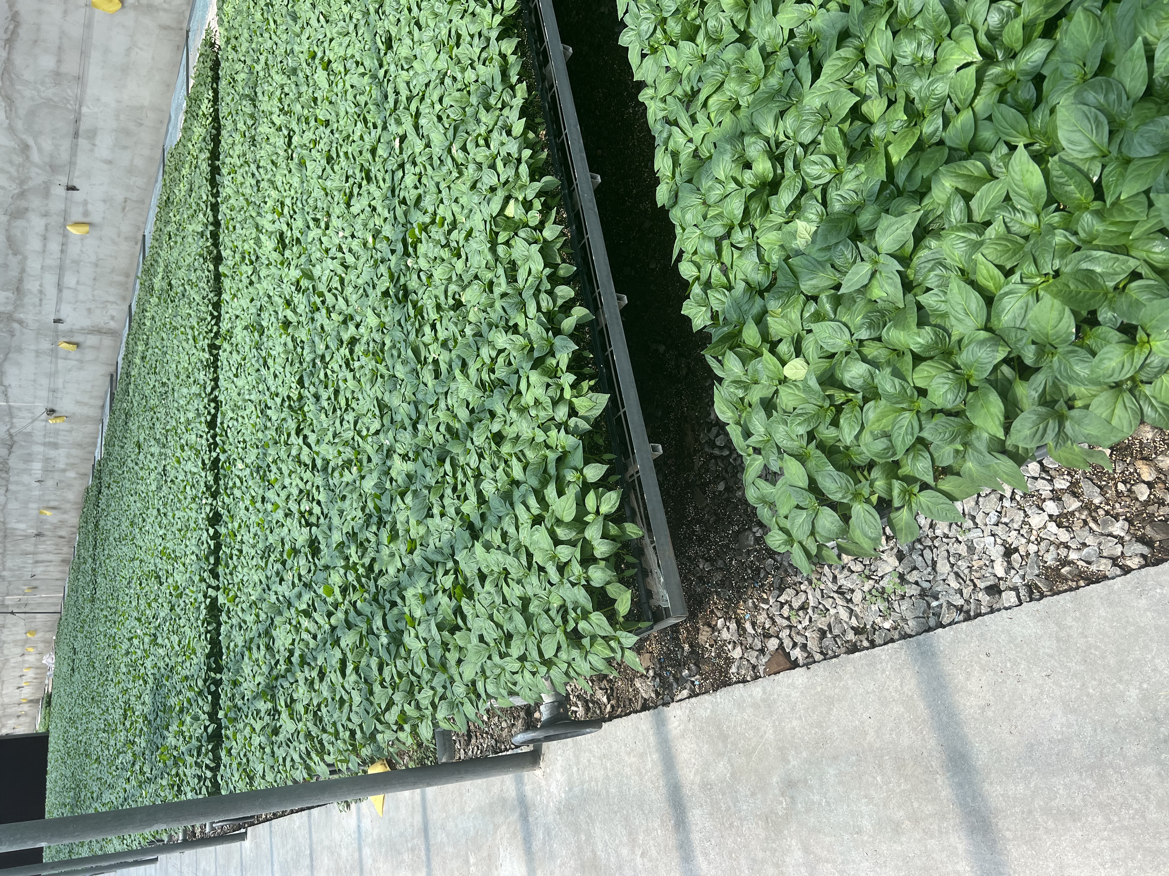 一株健康的苏椒5号辣椒植株,展示其茂盛的叶片和下垂的长羊角形青果,果实表面光滑有光泽,背景为温室大棚环境 苏椒5号植株特写