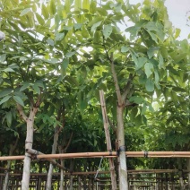 腊肠树5～10公分产地直发规格齐全质量保证