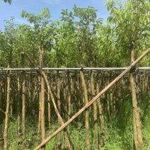 阴香树/天竺桂5～15公分产地直发规格齐全质量保证