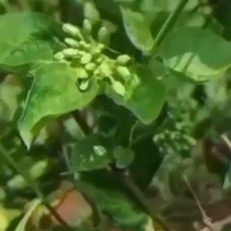 新鲜夜来香花大量上市新鲜优质市场酒楼特采西餐野菜火锅配菜