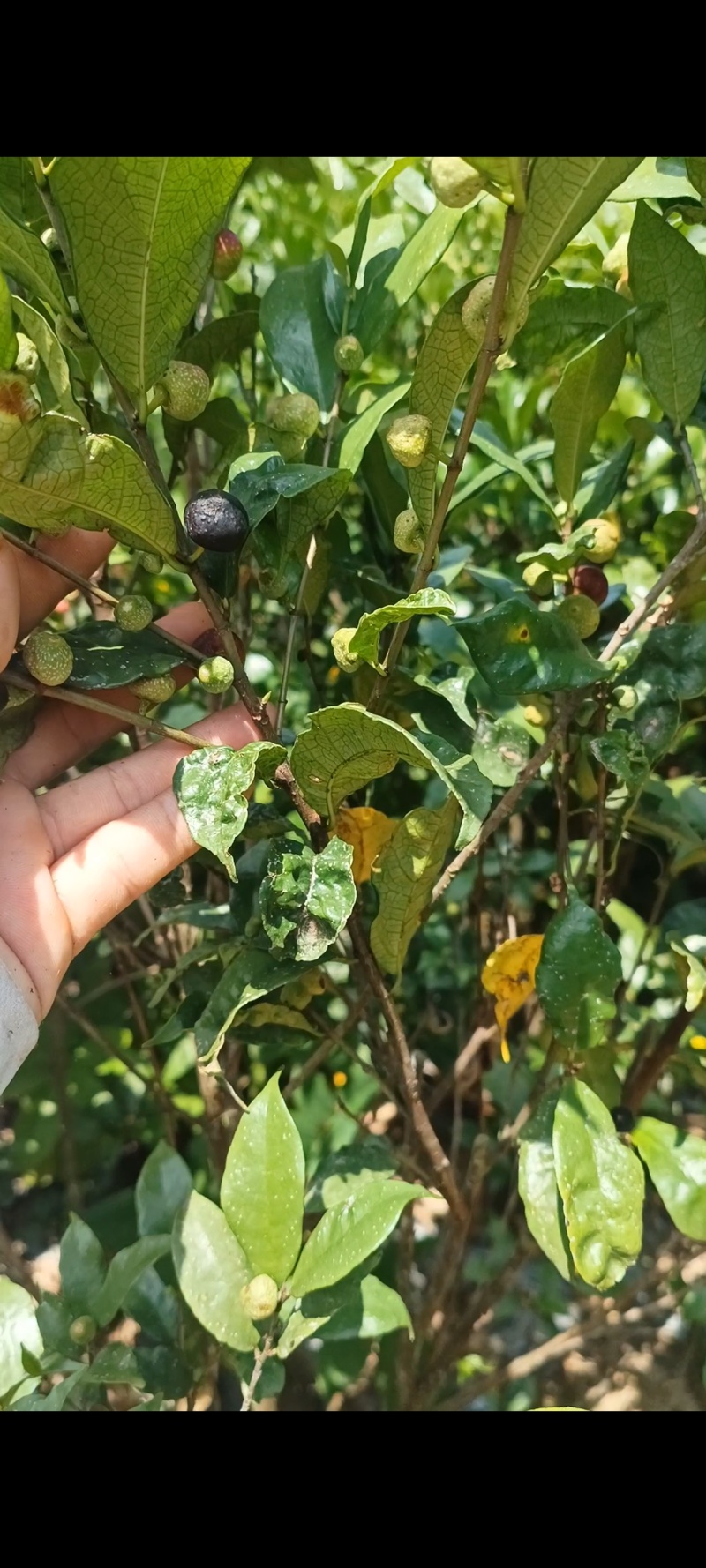 白花牛奶根功效图片