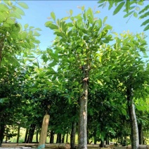 海南葡萄树8～15公分产地直发规格齐全质量保证