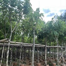 腊肠树5～10公分产地直发规格齐全质量保证