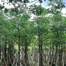 英雄树本地木棉10～20公分产地直发质量保证