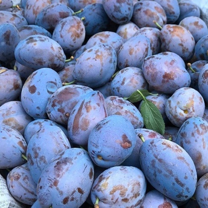 四川蓝西梅产地行情