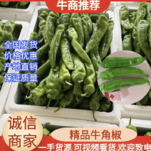 陕西省榆林市定边白泥井鲜辣椒上市