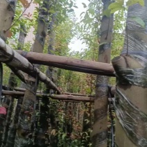阴香树8～12公分基地直发大小规格齐全品质优质