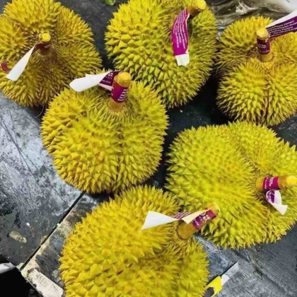 贵州六盘水六枝特区金枕头榴莲产地行情