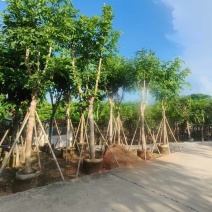 大骨架黄花腊肠树12～15公分基地直发大小规格齐全