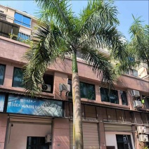 大王椰35～60公分产地直发规格齐全质量保证