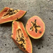 大青木瓜
