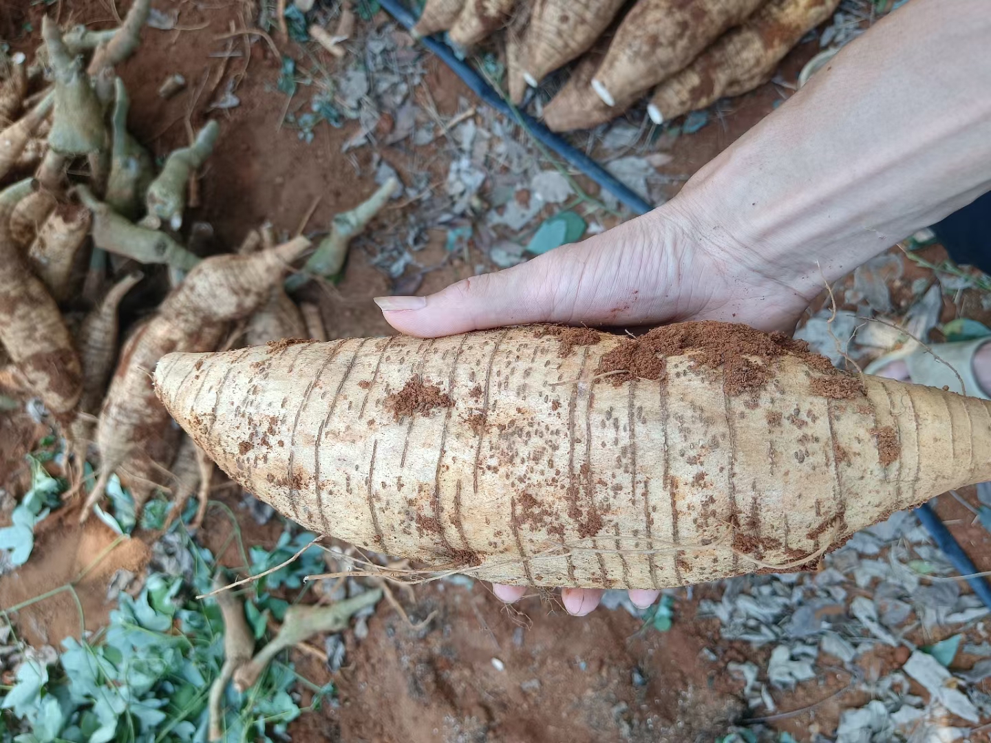 一名农人在清澈水盆中手持刚挖出的葛根,正在用软毛刷仔细刷洗根部沟壑处的泥土,旁边摆放着小苏打瓶和不锈钢削皮刀,背景为田园菜园环境 新鲜葛根清洗过程