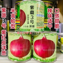 紫璐3号洋葱种子秋季紫红皮洋葱种籽甜脆微辣型高扁圆球形