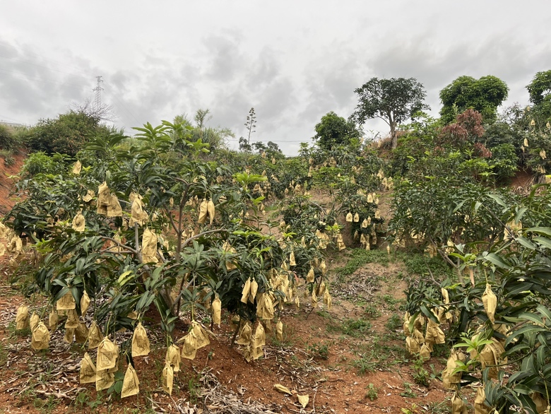 工人正在将鹰嘴芒果嫁接苗植入已挖好的定植穴中,苗木根部带有原营养土块,一人扶正树苗,另一人用锄头回填土壤,背景为整齐排列的种植行 芒果幼苗定植现场