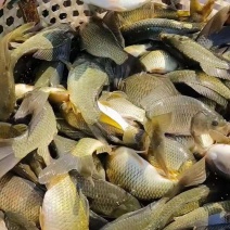黄金鲫垂钓专用