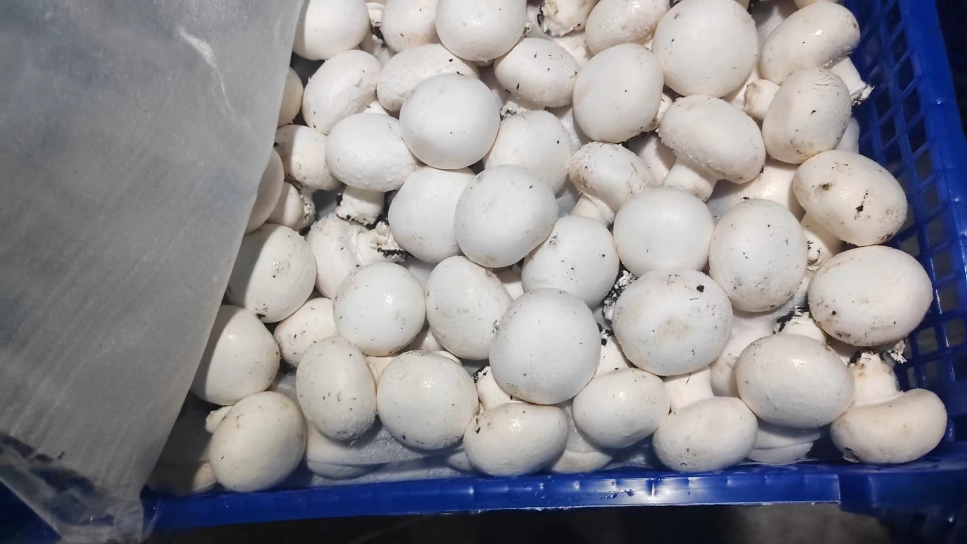 白蘑菇炒西红柿成品,色泽鲜亮,汤汁浓郁 白蘑菇炒西红柿成品图