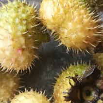 刺梨