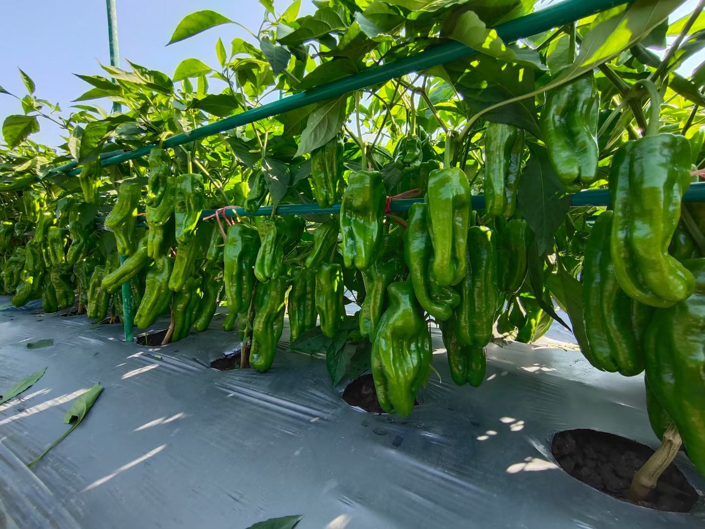 陇椒5号成熟植株与果实特写