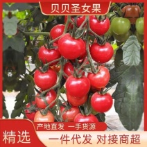 贝贝圣女果大量供应全国档口商超社团电商平台。有要的联系我