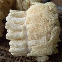 竹荪