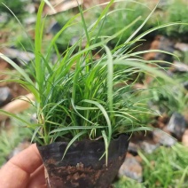 青绿苔草，多年生宿根花草，耐寒耐旱耐运输，成活率高