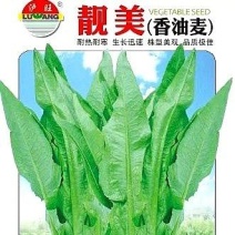 油麦菜种子靓美无斑香油麦菜耐寒耐热四季可种品质好