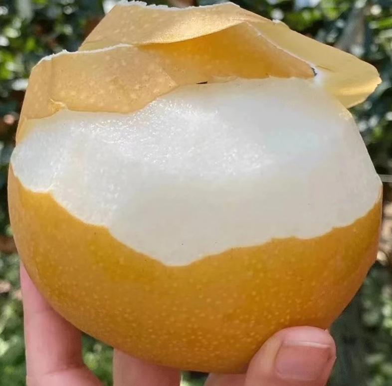 切开的羊脂秋香梨横截面展示