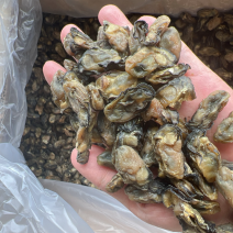 生蚝干干生蚝豪仕地摊电商批发牡蚝干湛江生蚝干