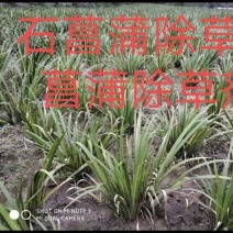 石菖蒲除草剂加助剂九节菖蒲除草剂不伤苗