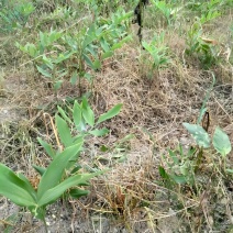 黄精除草剂黄精除草剂玉竹除草剂厂家直销没有中间商