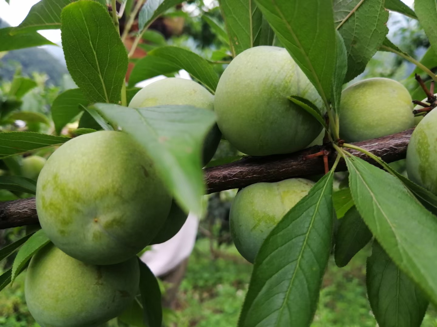 左侧为未成熟青绿色李子,右侧为已成熟的黄绿色五月脆李,果皮光滑发亮,果形饱满圆润,背景为果园自然光照环境,展示果实自然着色状态 李子成熟状态对比图