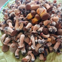 野生牛肝菌