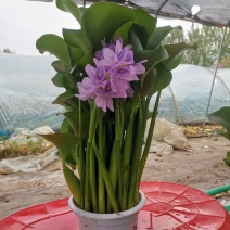 水葫芦