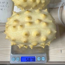 火参果新品种不催熟不打药，新峰系列全面上市