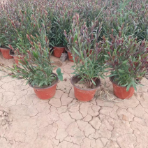 山桃草，又名千鸟花，多年生地被类草花，开粉红花，花期长