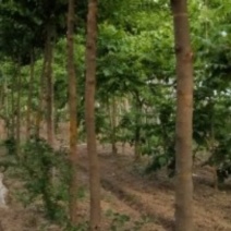 高杆柘树（柞榛）直径10厘米左右300棵