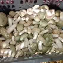大量野生菌大腿蘑青头菇八里香