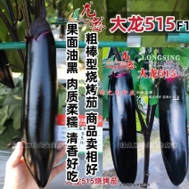 黑又亮茄子种子大龙515烧烤茄种子软糯清香油黑亮丽棒茄
