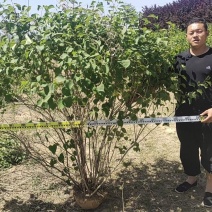 紫丁香花苗四季盆栽地栽南北方耐寒热庭院绿植物花园阳台室外