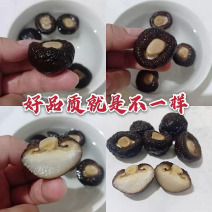 金钱菇、珍珠菇、黑面、厚肉、挑选无碎、量大从优！！！！！