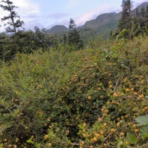 鲜果刺梨