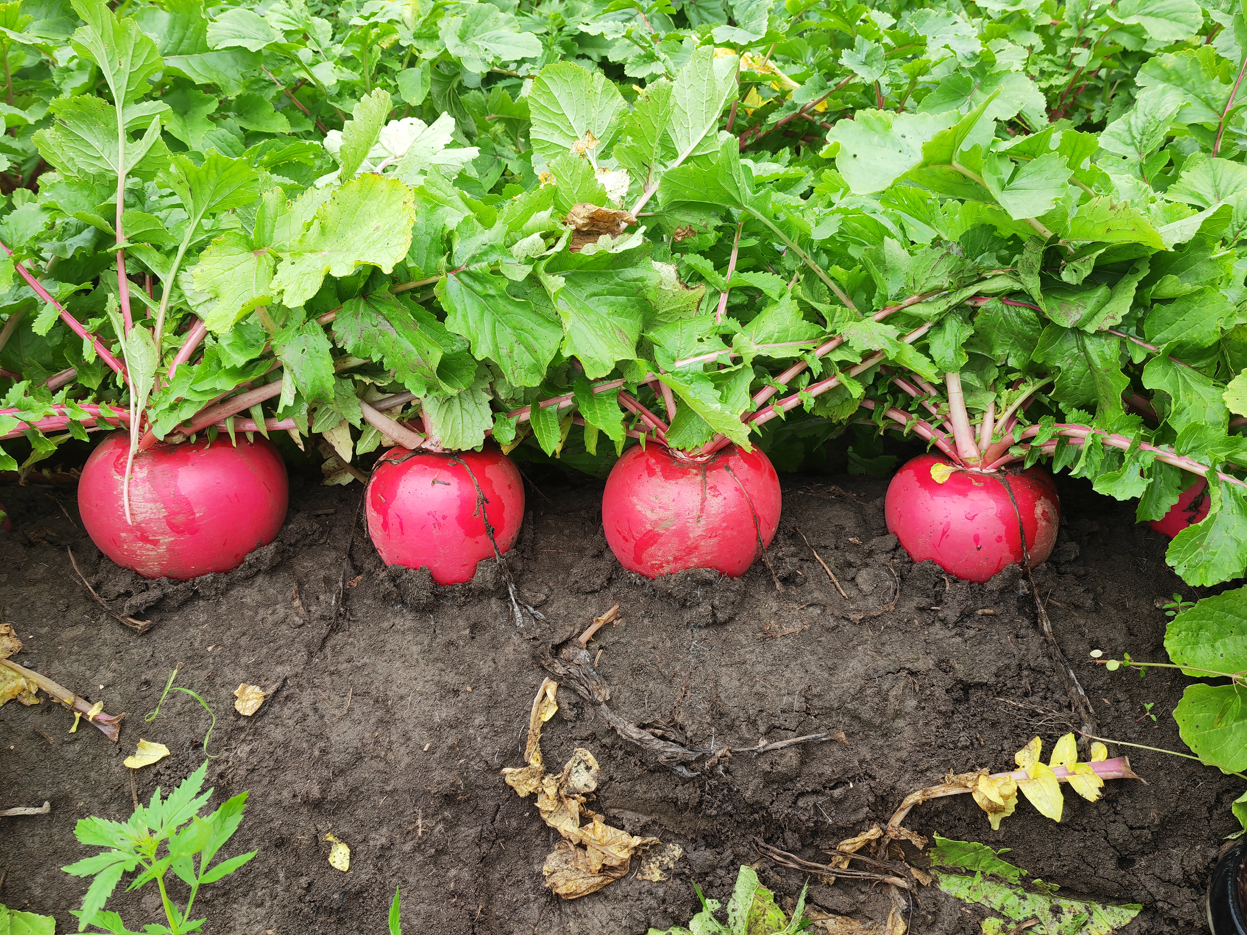 红皮萝卜田间成熟景象