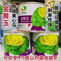 金黄玉腊月乌塌菜种子黄心乌种子特矮颗黄心乌塌菜种籽耐寒