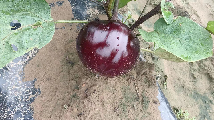 农民手工提取青茄子籽场景