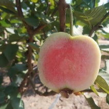 专业红宝石、西瓜红珍珠芭乐市场、电商工厂大量有货！