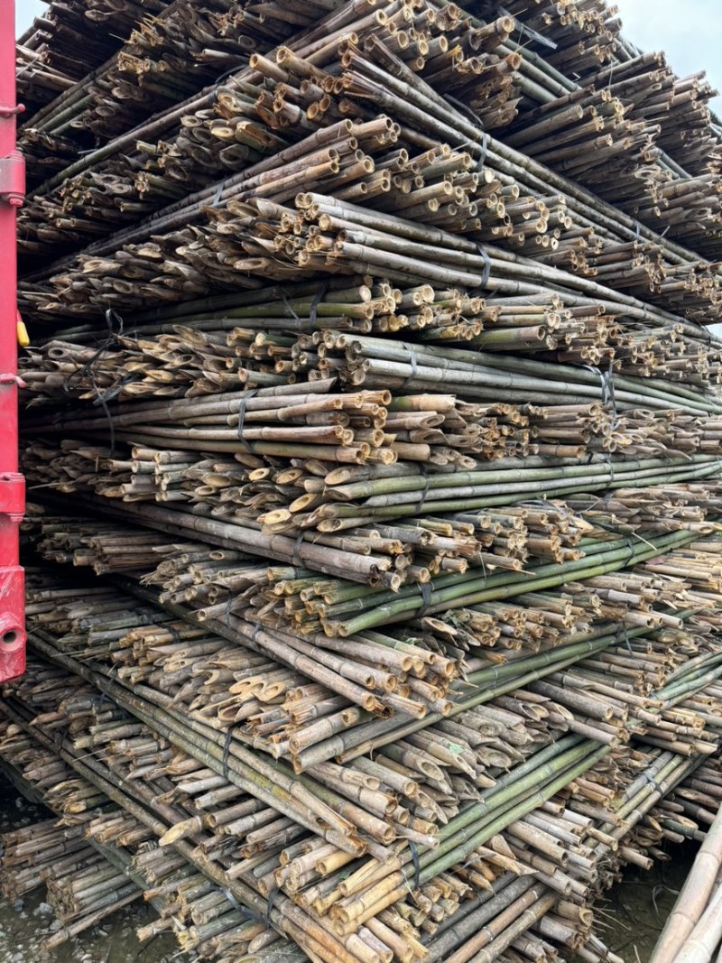 广西南宁上林县竹子 1.00元/个广西金竹 现坎鲜竹