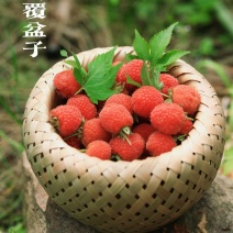 五叶七叶覆盆子当年苗，两年苗