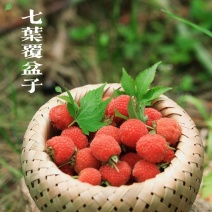五叶，七叶覆盆子苗全年供应对接全国